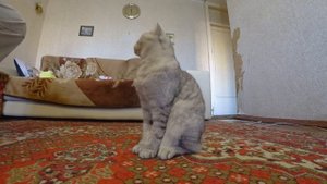 1255. Полезные советы. Кошачий запах- как с ним бороться? #советы #кошки