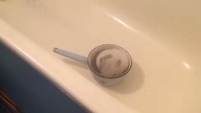 Как шиншилла моется смотреть онлайн