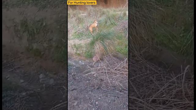 Podenco y liebres 🐇| Dogs chasing Rabbit | 赛狗和野兔 | كلاب البودنكو تطارد الارنب |  ग्रेहाउंड और खरगोश