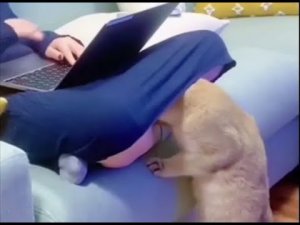 ? Коты - проказники! ?Приколы с котами и собаками 2022 #24