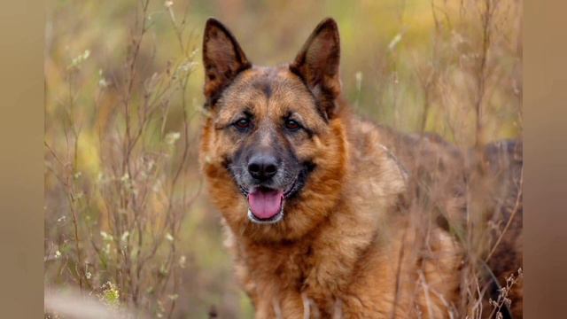 Рейне нужен дом! МОСКВА И МО! смотреть онлайн