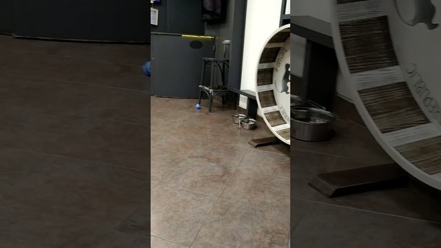 Первое знакомство с местными жителями в кафе "Республике котов"