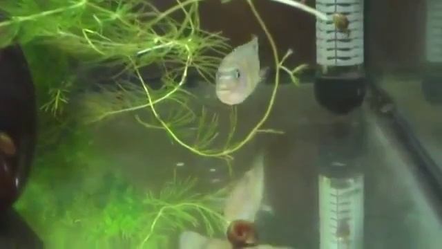 Псевдотрофеус ломбардо самка с мальками смотреть онлайн