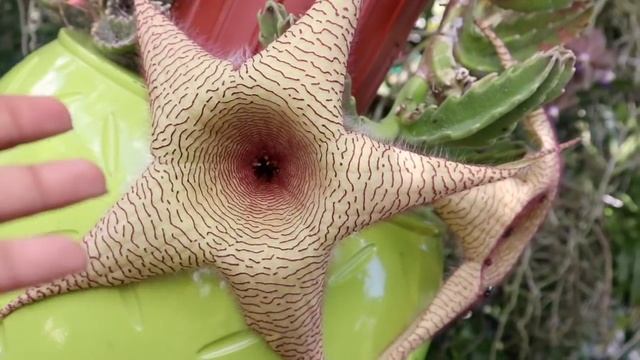 SPECTACULAR STARFISH BLOOMS! FACTS & CARE - Stapelia Gigantea, The Starfish Plant