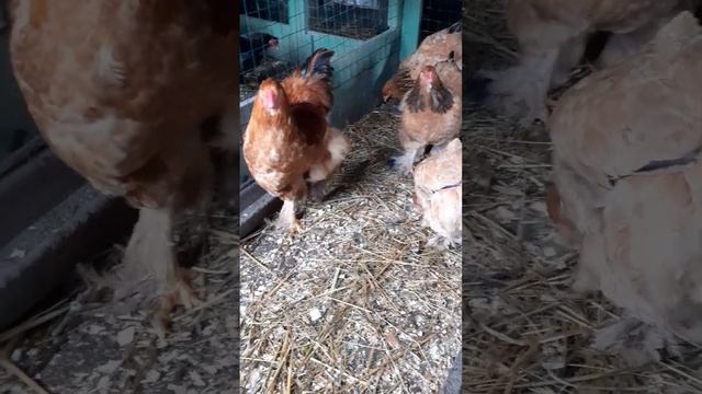 куры кури Брама палевая смотреть онлайн