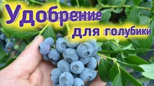 Удобрение для голубики. Первый этап. Belklubnika.by.mp4