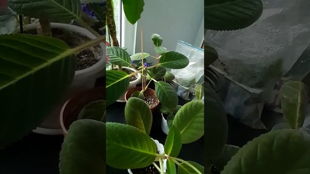 Глаксиния.Выращивание.Уход