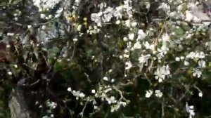цитрус в Крыму понцирус (трифолиата)poncirus trifoliata