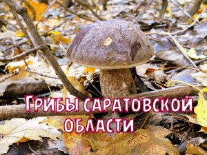 Грибы саратовской области.Много грибов.Грибное место.По грибным местам.Г