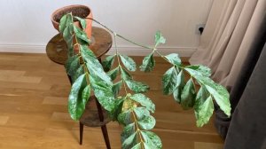 Hoya Cystiantha silver splash-новинки стоят дорого