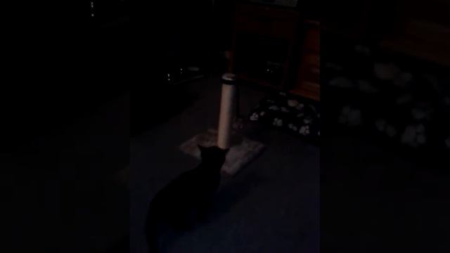 my cat sasha joes first time on her litter tray смотреть онлайн