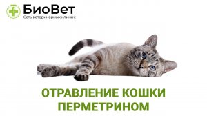 Чем отравилась кошка