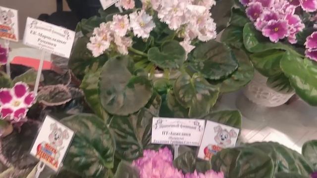 ПРИЕХАЛА БАБУШКА- ФЕЯ ИЗ КАНЕВА ?ВЫСТАВКА ФИАЛОК ? смотреть онлайн