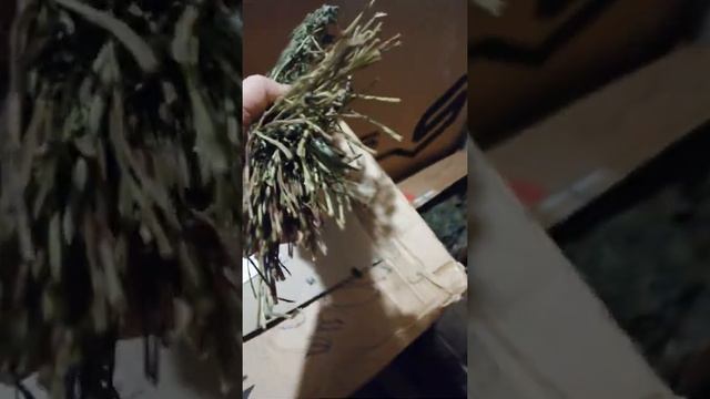 Обзор трав: мята полевая, мята болотная, мята перечная, мята яблочная, мелисса