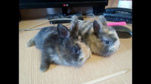 Декоративные кролики в домике