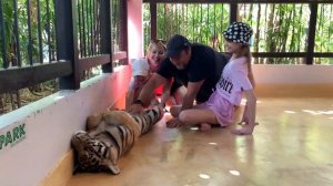 Посетили Парк Тигров на Пхукете. Tiger park Phuket. Экскурсии на Пхукете