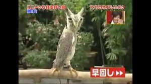 Сова-трансформер