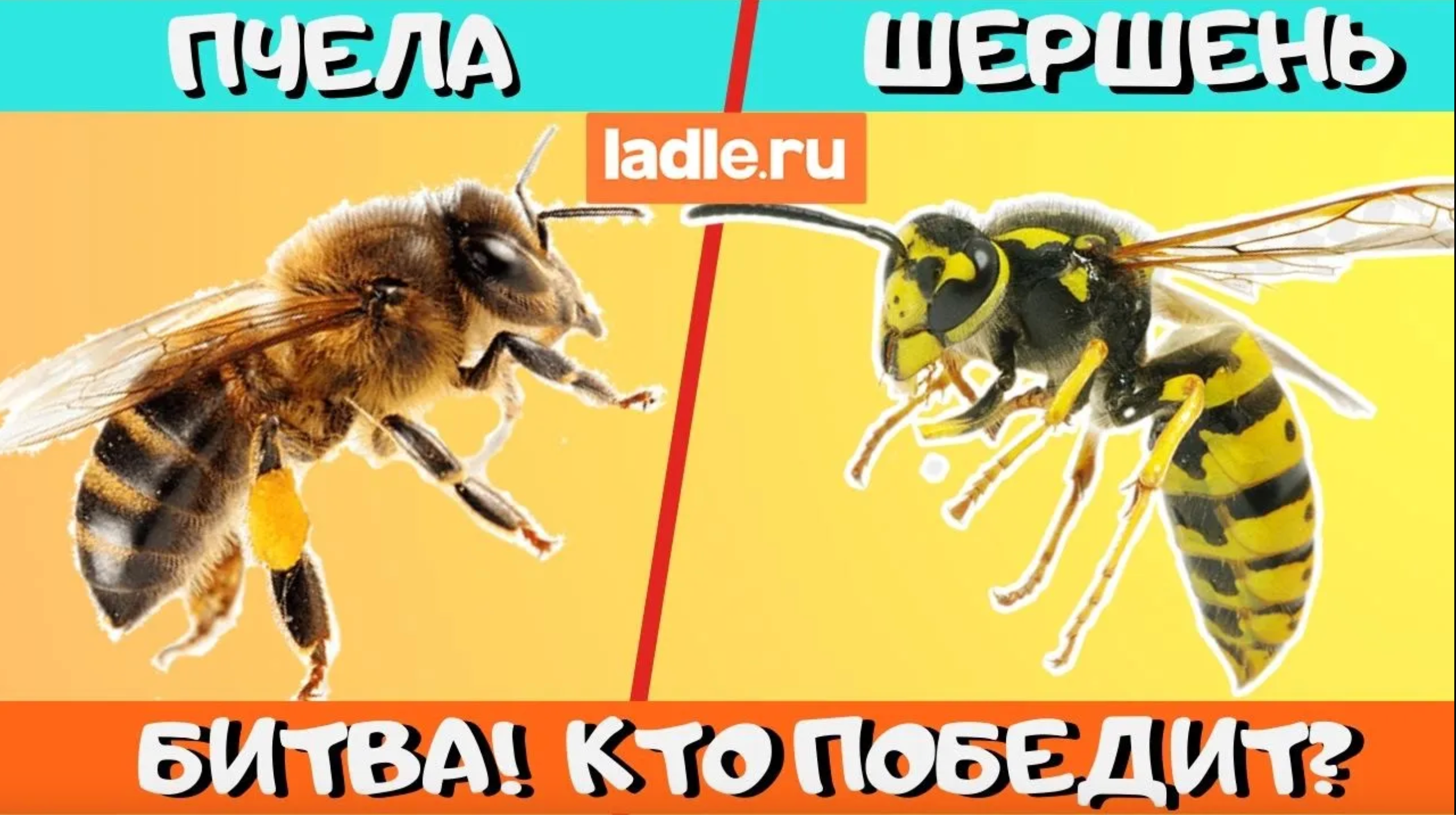 Пчела и Шершень. КТО ПОБЕДИТ? Биология. Пчелы против шершня Как пчелы атакуют, убивают шершня в улье