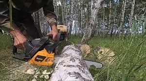 Пилим берёзу на дрова.