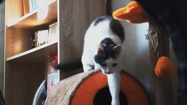 Nathan the Cat - Olympus M10 Mark II смотреть онлайн