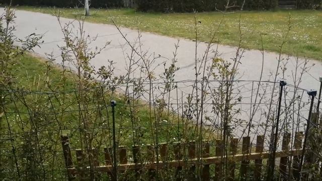 #Дания #labrador #Danmark Дания, клумба и вишня... смотреть онлайн