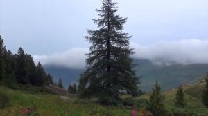 батыс алтай қорығы