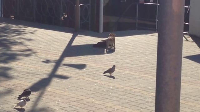 03 Собаки ирают на станции (Dogs are playing at the station) смотреть онлайн