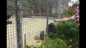 Парк обезьян в Лоро Парк на Тенерифе! Лучший контактный зоопарк в Испании! Смотреть видео обзор 202