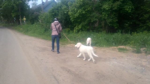 Дрессировка собак. Воспитание щенка. Питерские мареммы ч-2 поводок для двоих смотреть онлайн