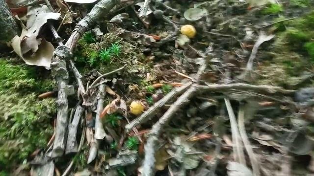 Гриби .  Лисички.  Літо. 19 червня 2021 р.  Moshrooms. Grzyby.