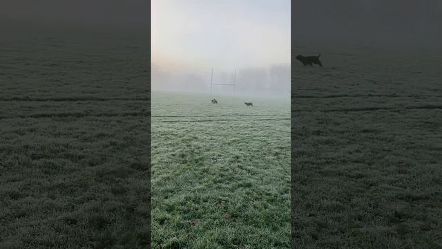 Dogs down Annan park, icy and misty. смотреть онлайн