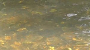 р ямбуй осень 2019