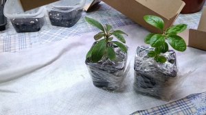 Распаковка саженцев с Вайлдберриз, из питомника АгроМир. Мои новинки.