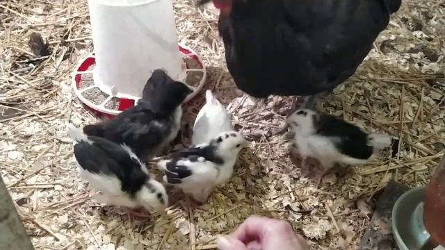 Почему у нее яйца по 100, а у меня по 20. Информация для покупателей. смотреть онлайн