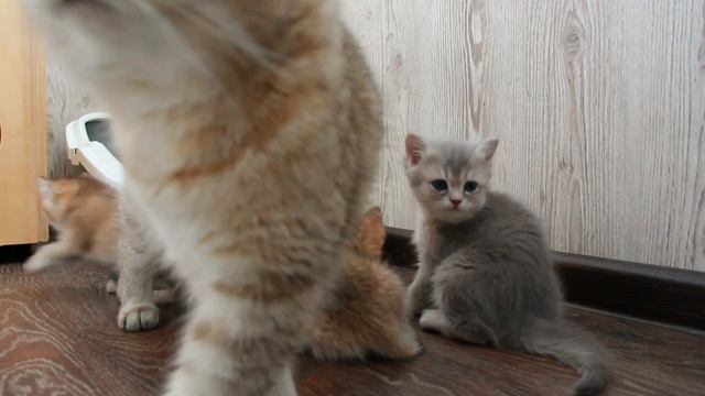 Один день мамы кошки с котятами! Релаксируем!