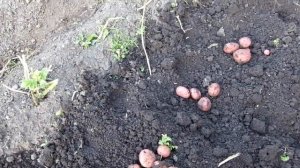 Урожай картофеля из подвальных мини клубней. И 5 других сортов.