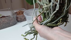 Пересадка орхидеи с ДЛИННЫМИ корнями и ОГРОМНЫМИ воздушными КОРНЯМИ