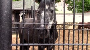 МОСКОВСКИЙ ЗООПАРК / Конюшня
