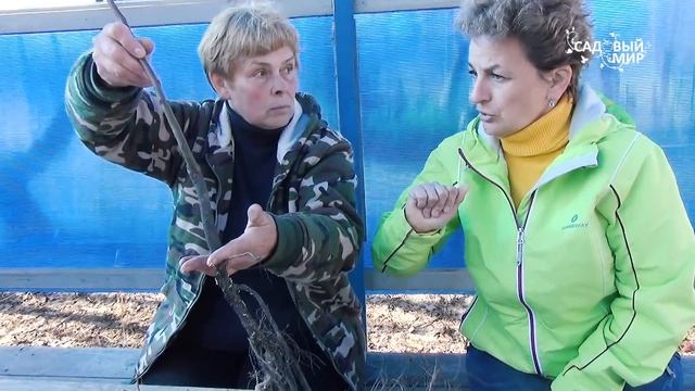 Где прививка у саженцев На какую глубину сажать смотреть онлайн