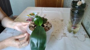 ОРХИДЕИ // Уход за подростками орхидей из посылки ( Орхорай )
