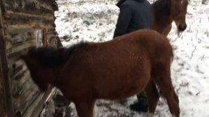 Пошли кормить жеребят. Одну пол года другому год. #деревня #алтай #жеребенок #лошадь #золотой