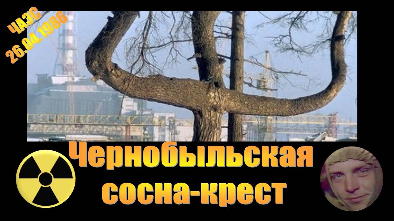 Чернобыльская сосна крест. ЧАЭС 1986