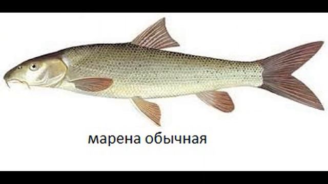 Красная книга Украины РЫБА