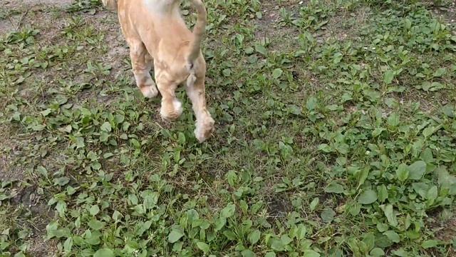 Котолев Стрижка кота под льва Котики смотреть онлайн