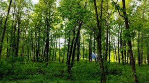 Соловей российский славный птах открывает песнь свою со свистом...