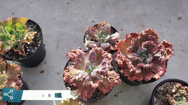 MOSTRANDO A DIFERENÇA ENTRE SUCULENTAS PARECIDAS!!!   Jardim de Suculentas