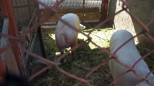 Эстонская беконная смотреть онлайн