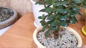 Денежное дерево, нет разветвления после обрезки. Что делать?