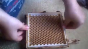 Джентерский Сот (Karl jenter) от магазина УкрБи