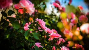 Слушать хорошую русскую песню и видео онлайн